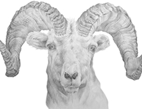 Dall Sheep Illustration – Pencil